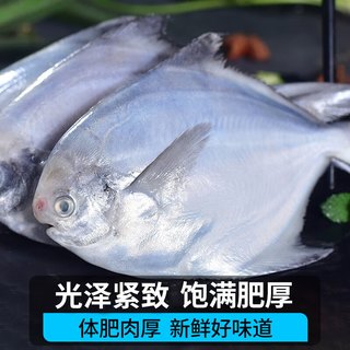 冰鲜部族 银鲳鱼 3-4条/斤*2斤