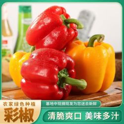 水果彩椒（红绿黄随机） 3斤