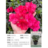 海蒂的花园 杜鹃花红色14cm盆