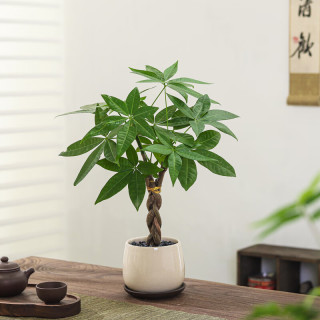 八芽 盆栽发财树植物室内禅意招财树盆景办公室桌面绿植源头直发包邮 辫子发财树-雪梨盆-紫砂托 含盆