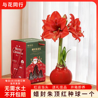 与花同行 蜡封朱顶红种球好养花苞居家办公摆放装饰节日送礼年宵花源头直发 红色朱顶红1个