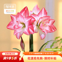 虹越 进口朱顶红种球秘鲁朱裸球 阳台花园地栽盆栽秘鲁朱顶红 花孔雀（30/32）
