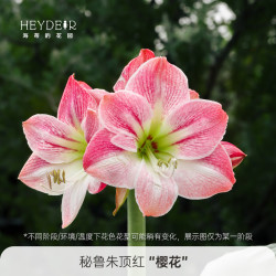 海蒂的花园 旗舰店南非朱顶红进口重瓣种球室内阳台球根秘鲁朱顶红樱花26/28 12+