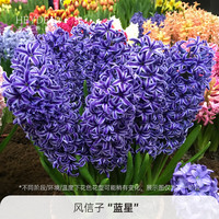 海蒂的花园 旗舰店风信子进口种球花卉花园多年生盆栽植物好养易复花球根裸球 风信子蓝星16/17(3球装)