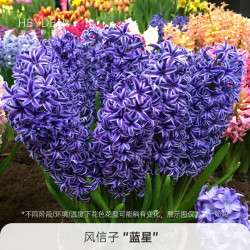 海蒂的花园 旗舰店风信子进口种球花卉花园多年生盆栽植物好养易复花球根裸球 风信子蓝星16/17(3球装)
