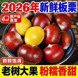 甄鲜果优 净5.5斤丹东板栗】新下树板栗新鲜板栗丹东当季大板栗生栗子