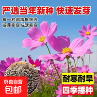 其它 波斯菊花种子矢车菊翠菊种籽子四季播种易活庭院室外凤仙花籽种孑 七彩混色波斯菊种子