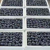 栀舒 特大果 云南蓝莓 新鲜蓝莓 4盒 *100克 单果18-20mm