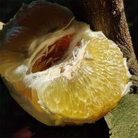 都乐 黄金葡萄柚1KG 2-4粒 新鲜当季水果