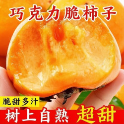 良果谷 脆甜可口正宗阳丰脆柿巧克力脆柿子新鲜水果无核甜柿柿子现摘