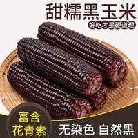 正宗山西黑糯玉米特产新鲜黏苞米8根
