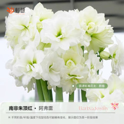 虹越 南非朱顶红种球 阿弗雷 20/24cm 1球