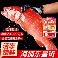 添渔港 海捕东星斑 三去处理 500-600g 整条装