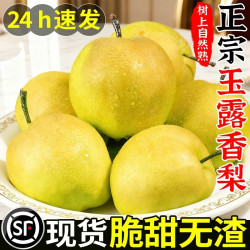 果恋多 山西正宗玉露香梨树上熟梨子酥梨新鲜水果应当季大果整箱雪梨包邮