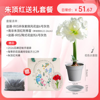 海蒂的花园 南非朱顶红重瓣种球 阿弗雷 12+ 送土套餐