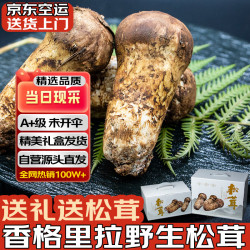 京鲜生 云南香格里拉新鲜松茸7-9cm净重502g野生菌中秋礼盒装源头直发