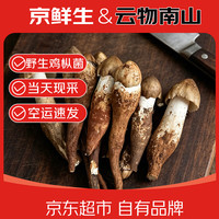 京鲜生 云南鸡枞菌野生菌净重500g未开大号鸡枞新鲜菌菇火锅煲汤源头直发