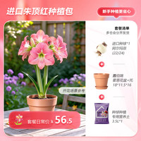 虹越 家庭园艺种植套装 朱顶红种球*1+盆土种植包