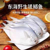 88VIP:鼎呱鲜 冷冻鲜活银鲳鱼深海捕捞舟山鲳鱼500g*3袋(80-90g/条)