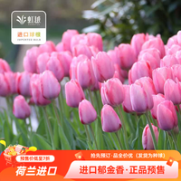 虹越 荷兰进口郁金香自然球种球5球装