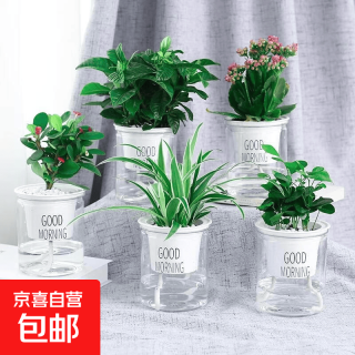 京喜 懒人花盆自动吸水绿萝免浇水圆形透明塑料双层储水培早安盆防烂根 圆柱款透明色内盆配 小(不含植物）
