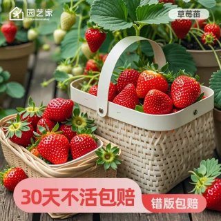 移动端、88VIP：虹越 草莓苗盆栽冬季果树果苗盆栽大苗黑珍珠淡雪红颜桃熏1加仑