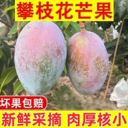 攀枝花凯特芒芒果当季新鲜水果当季四川米易大芒果甜青皮大澳芒