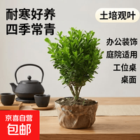 迩英阁黄杨盆栽35厘米高