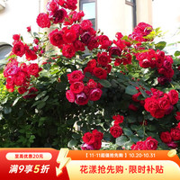 虹越 花园月季盆栽苗 弗洛伦蒂娜（P9盆栽苗）