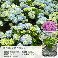 塔莎的花园 大花绣球花盆栽庭院阳台花卉盆栽好养室外落跑新娘妖精吻 博大蓝 140 带盆栽好