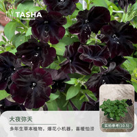 塔莎的花园 矮牵牛花苗盆栽 大夜弥天120 带盆栽好