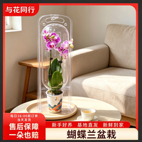 与花同行 蝴蝶兰盆栽带花苞年宵花送礼室内工位客厅办公室四季开花源头直发 随机蝴蝶兰盆栽