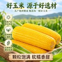 黄六爷 东北黄糯玉米 10根（210g/根）
