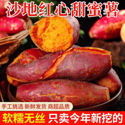 现挖沙地蜜薯2斤空气炸锅红薯新鲜沙地板栗薯农家自种源头直发包邮 沙地蜜薯 2斤