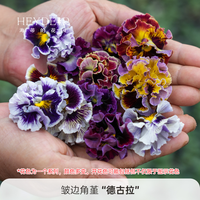 海蒂的花园 角堇花苗皱边小兔子冬春开花阳台庭院花卉植物盆栽苗好养热卖商品 皱边角堇德古拉9cm盆