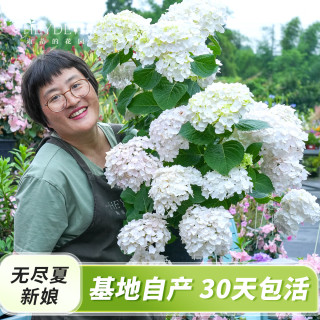 海蒂的花园 绣球花苗小苗四季无尽夏花手鞠绣球阳台庭院花卉盆栽植物室内花卉 无尽夏新娘15cm盆