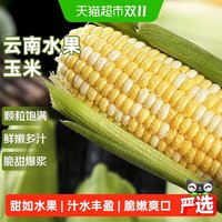 88VIP：京运达 云南金银水果玉米应当季新鲜蔬菜甜棒子包谷带皮生吃粘糯苞谷整箱