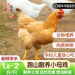 岗淮 正宗散养老母鸡黄油土鸡农家新鲜现杀溜达整只月子跑山煲汤炖笨柴