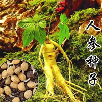 长白山人参种子粒粒精选100粒