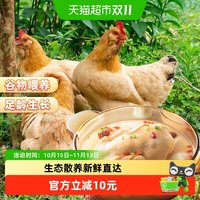 88VIP：大用 三黄鸡农家散养新鲜清真正宗走地鸡土鸡