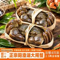 活蟹现货老龚家官方旗舰店全母鲜活特大螃蟹礼盒