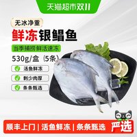 88VIP：鱻谣 银鲳鱼新鲜冷冻捕鲜活金鲳鱼昌鱼白鱼平鱼海鲜水产海
