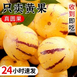 探歌 人参果新鲜水果云南石林黄心圆果树上熟七彩人叁果应当季整箱包邮