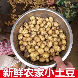梦三峡 恩施小土豆新鲜高山现挖黄皮黄心土豆农家洋芋当季时令蔬菜自提