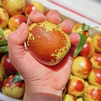 末浅 正宗山东沾化冬枣新鲜应季水果脆甜大枣子现摘产地直发顺丰包邮