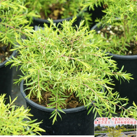 海蒂的花园 黄金香柳树苗千层金盆栽地栽室外庭院花园多年生木本植物源头直发