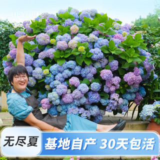 海蒂的花园 大花绣球花卉盆栽无尽夏花手鞠阳台庭院开花植物别墅花卉地栽绣球 无尽夏15cm盆 含盆