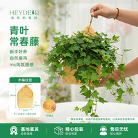 海蒂的花园 旗舰店鸟巢蕨蔓绿绒花卉植物室内花办公室桌面绿植盆栽 青叶常春藤16cm盆+壁挂花篮