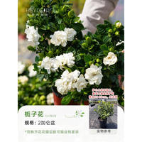 海蒂的花园 旗舰店栀子花盆栽浓香型花卉盆栽室内客厅植物阳台露台庭院绿植苗 栀子花2加仑盆 含盆