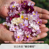 海蒂的花园 角堇花苗皱边小兔子冬春开花阳台庭院花卉植物盆栽苗好养热卖商品 皱边角堇春日樱花9cm盆